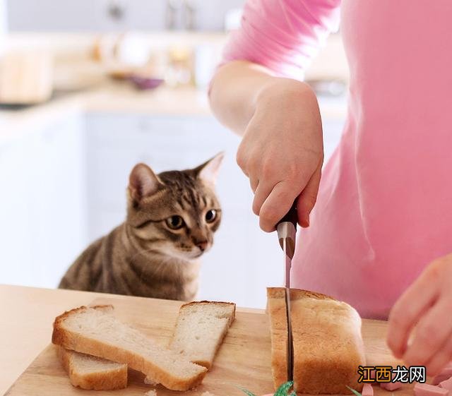 猫咪能吃面团嘛？猫咪配一次能生多少只，看完终于恍然大悟