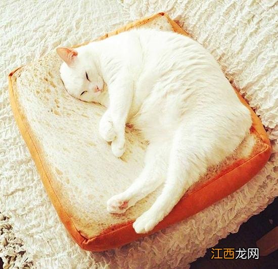 猫咪能吃面团嘛？猫咪配一次能生多少只，看完终于恍然大悟