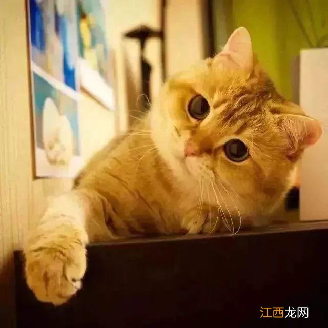 蜂蜜猪肝有什么功效？蜂蜜猪肝，教你几招块来收藏