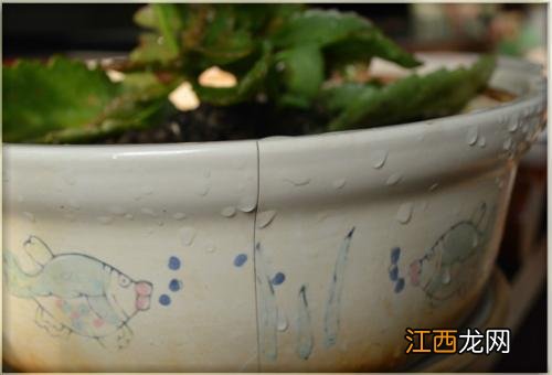 美的电压力锅煲鸡汤需要多久?美的电压力锅炖鸡用哪个功能,今天告诉你!