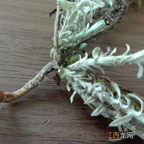 鹿茸菜的最佳吃法？鹿茸草怎么吃最佳，科普大咖来了！