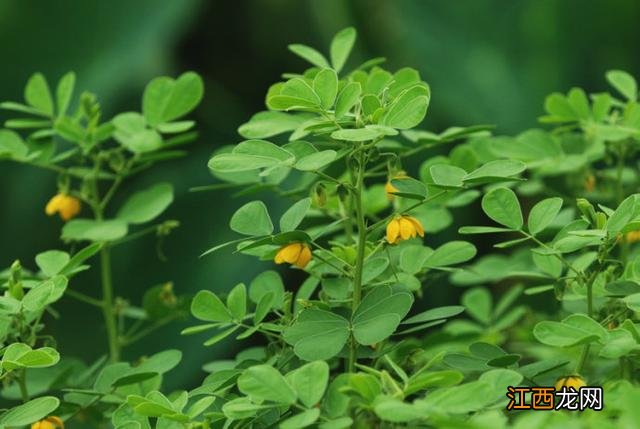 芡的意思和含义是什么？芡的作用与功效，这才是好文