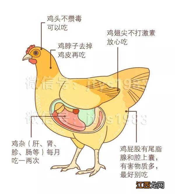 鸡身体的部位不能吃？鸡与什么食物相宜，优秀科普来了