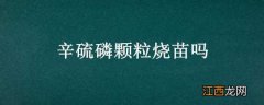 辛硫磷颗粒烧苗吗 辛硫磷拌种子量大了烧吗