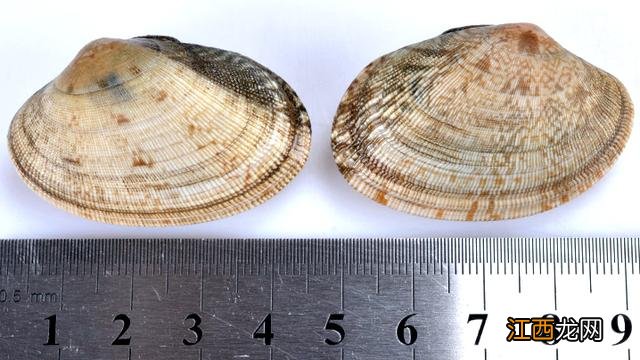 比蛤蜊大的是什么海鲜?蛤蜊的学名叫什么,此文被多次浏览