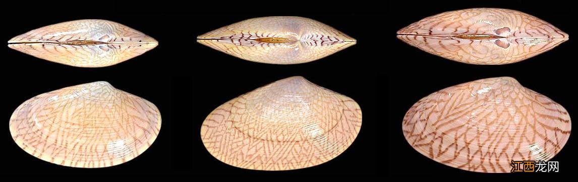 比蛤蜊大的是什么海鲜?蛤蜊的学名叫什么,此文被多次浏览