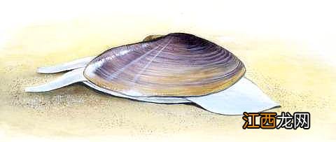 比蛤蜊大的是什么海鲜?蛤蜊的学名叫什么,此文被多次浏览