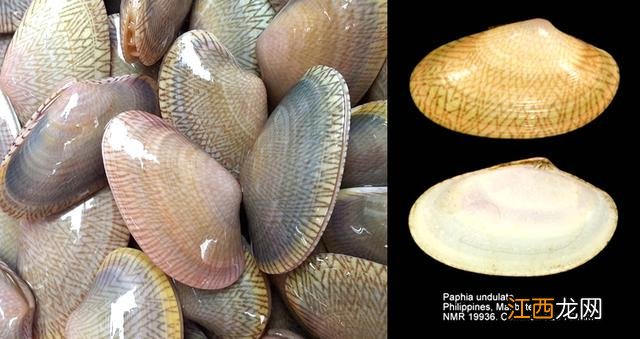 比蛤蜊大的是什么海鲜?蛤蜊的学名叫什么,此文被多次浏览