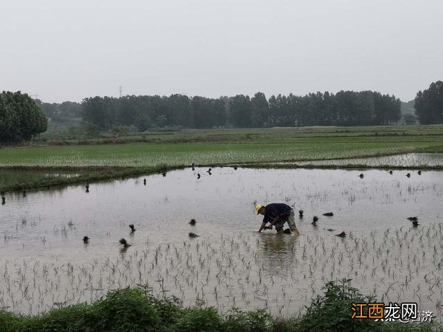 用什么样的食材做面汤稀饭最好？面汤怎样做才最好吃，此文，实在太实用了