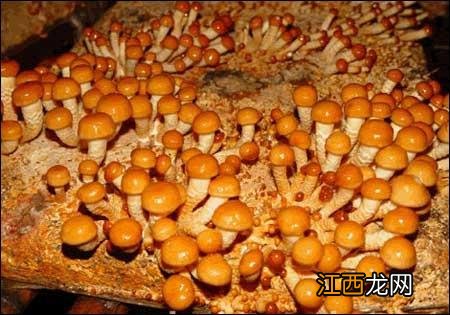 蘑菇有几种可以怎样吃图片?蘑菇有几种如何吃,文章引网友点赞