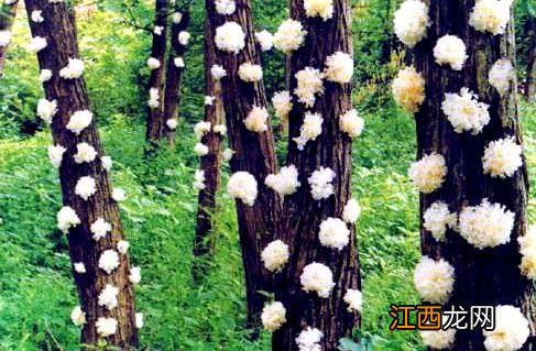 蘑菇有几种可以怎样吃图片?蘑菇有几种如何吃,文章引网友点赞