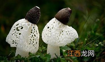 蘑菇有几种可以怎样吃图片?蘑菇有几种如何吃,文章引网友点赞