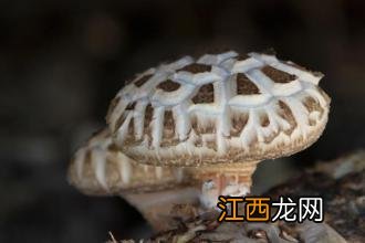 蘑菇有几种可以怎样吃图片?蘑菇有几种如何吃,文章引网友点赞