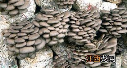 蘑菇有几种可以怎样吃图片?蘑菇有几种如何吃,文章引网友点赞