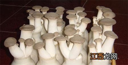 蘑菇有几种可以怎样吃图片?蘑菇有几种如何吃,文章引网友点赞