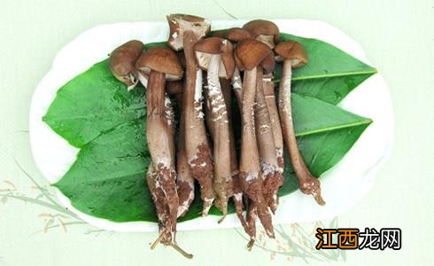 蘑菇有几种可以怎样吃图片?蘑菇有几种如何吃,文章引网友点赞