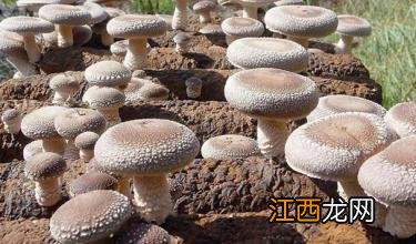 蘑菇有几种可以怎样吃图片?蘑菇有几种如何吃,文章引网友点赞