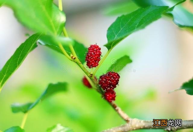 桑葚膏怎么做可以放得久一点？自制桑葚膏的配料，重点知识来了