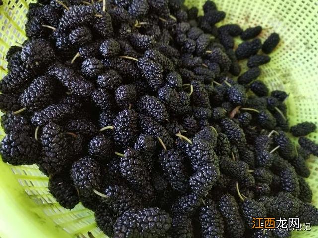 桑葚洗多了不甜?桑葚有酸味是怎么回事,3分钟就能看懂