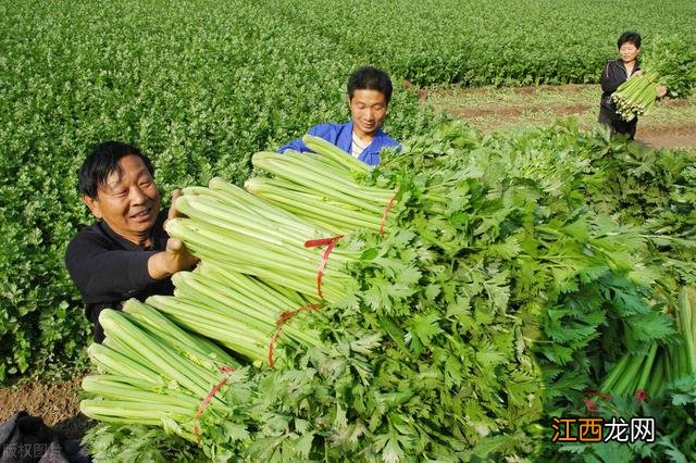 青芹如何炒好吃,白芹和青芹哪个好吃,值得一看的好文章