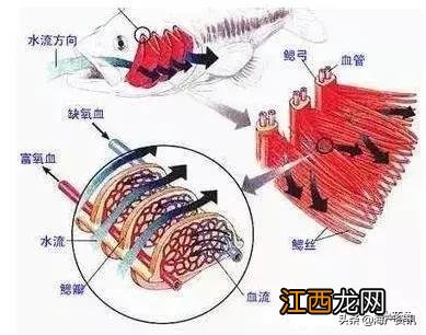 侧扁形的鱼是什么鱼,侧扁形鱼有哪些,点击下载查看