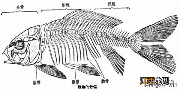 侧扁形的鱼是什么鱼,侧扁形鱼有哪些,点击下载查看