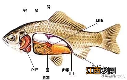 侧扁形的鱼是什么鱼,侧扁形鱼有哪些,点击下载查看