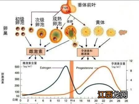 生理期期间宜吃什么,老公早上吃什么补身体,别问不知道