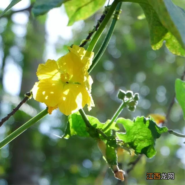 丝瓜是什么味道的,丝瓜的味道怎么样,牢记这几点,有用