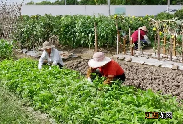 初学做蔬菜从哪些菜开始,最复杂的菜是什么菜,值得阅读的文章