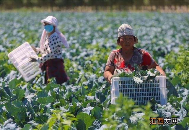 癌症可以吃什么蔬菜,癌症吃哪些蔬菜好,认真看完了，这篇写的不错