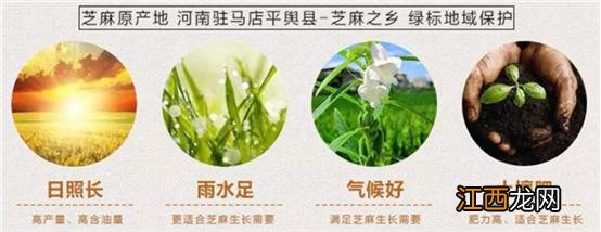 哪一种芝麻适合磨芝麻酱,磨酱专用芝麻,不妨看看这篇文章