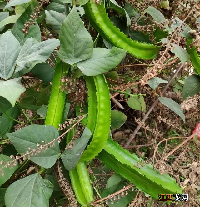 皇帝豆长什么样,皇帝豆怎么样种,很多人收藏