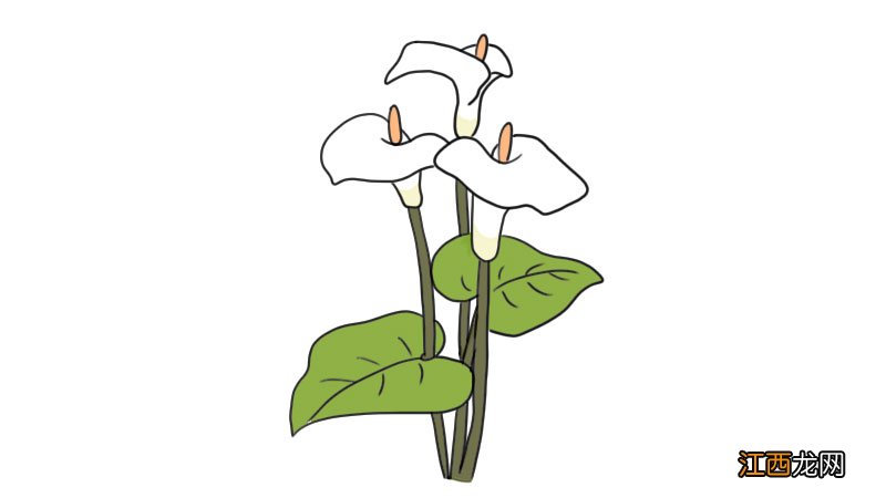 马蹄莲简笔画 马蹄莲怎么画