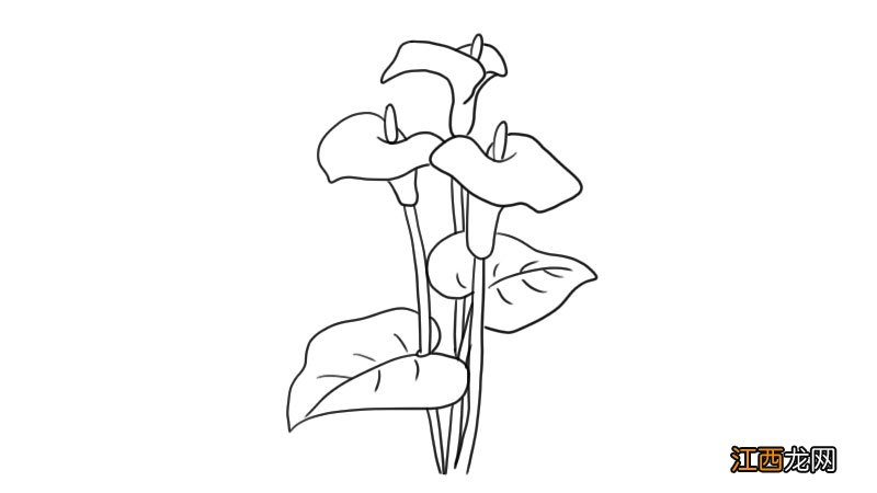 马蹄莲简笔画 马蹄莲怎么画