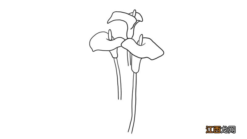 马蹄莲简笔画 马蹄莲怎么画