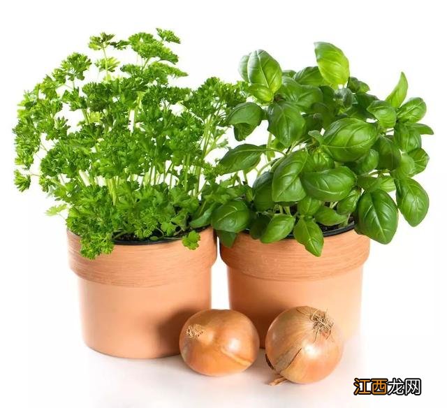 什么蔬菜可以制作盆栽,什么菜做盆栽簡單又好看,深度好文轉彎