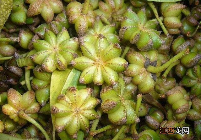 大香料长什么样子,各个香料都长什么样,看完此文,醒悟了