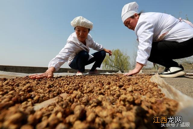 河南豆糁怎么做的,河南豆又叫什么,知识点整理好了