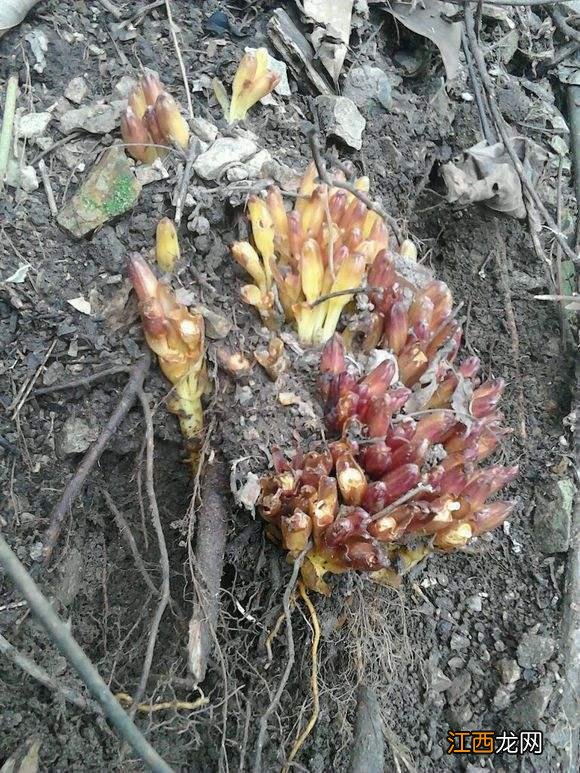 开紫色花是什么豆,什么豆开紫色的花,看完又被刷新认知