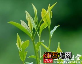 绿茶不能和什么水果一起吃 茶叶与什么食物相克呢