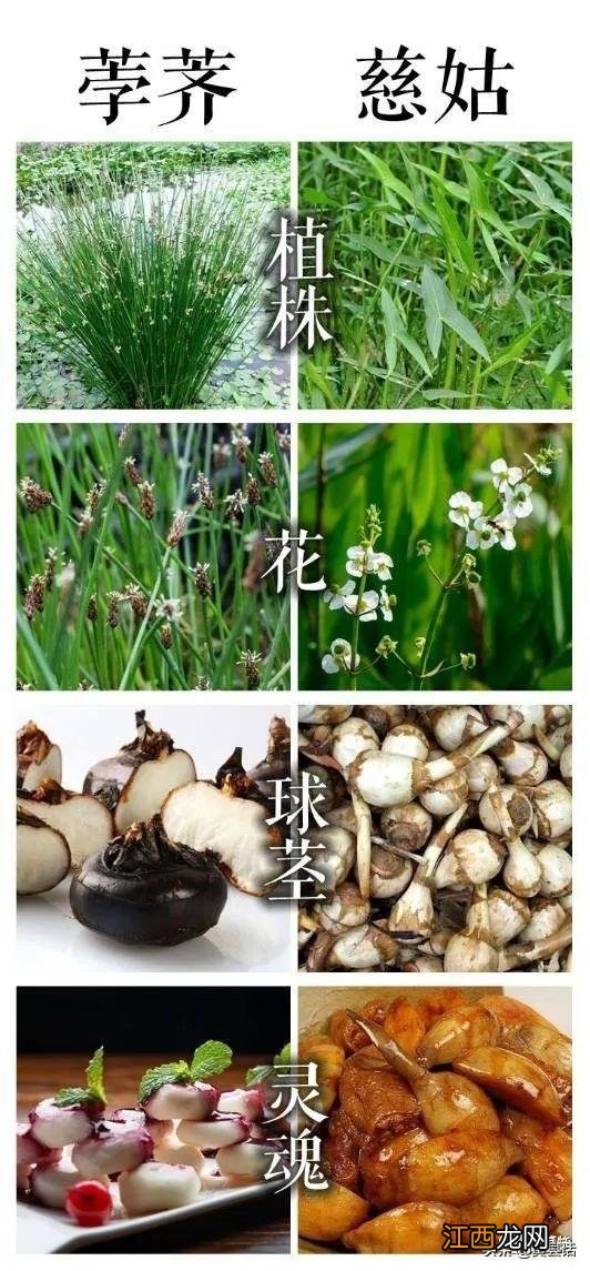 去皮芋艿是什么,剥菱角的最佳方法,每篇文章都是精品