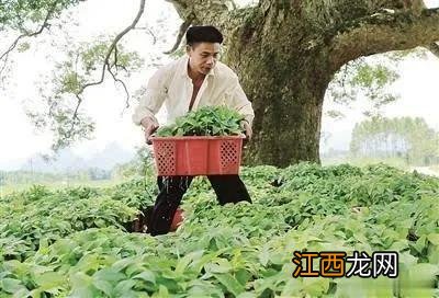 五指毛桃和什么一起煲汤,五指毛桃配牛大力煲汤有什么功效,长篇好文章