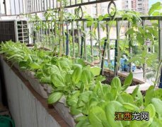 冬季香菜种植方法和时间 室内可以种什么菜