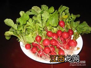 冬季香菜种植方法和时间 室内可以种什么菜