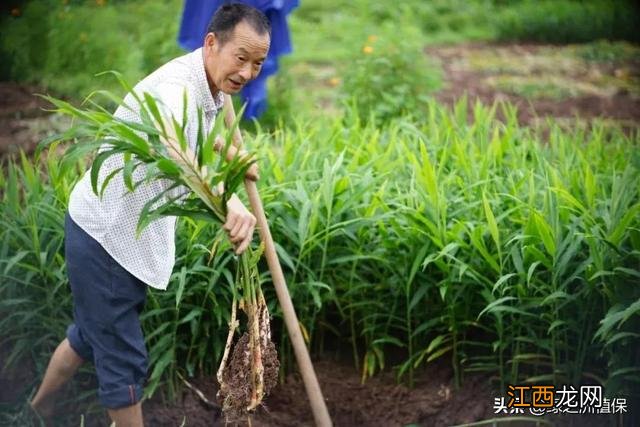 生姜什么时候收啊,生姜什么时候长最大,您知道吗？来!