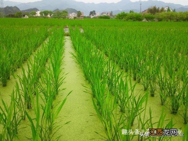 角瓜怎么读音是什么,角瓜怎么读音,快来看这篇文章!