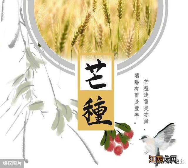 什么是五号菜,五号菜为什么叫5号菜,看完这篇文章豁然开朗