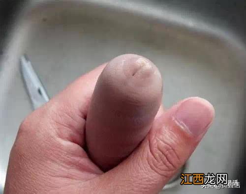 海肠是什么意思,什么是海肠图片,内容解读详细，赞！