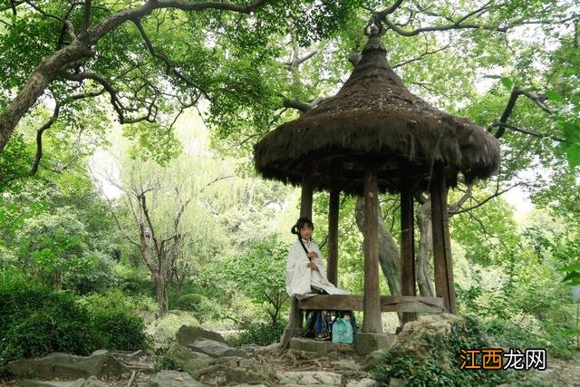 角豆是怎么样的,八角豆长什么样子,点击查看完整内容